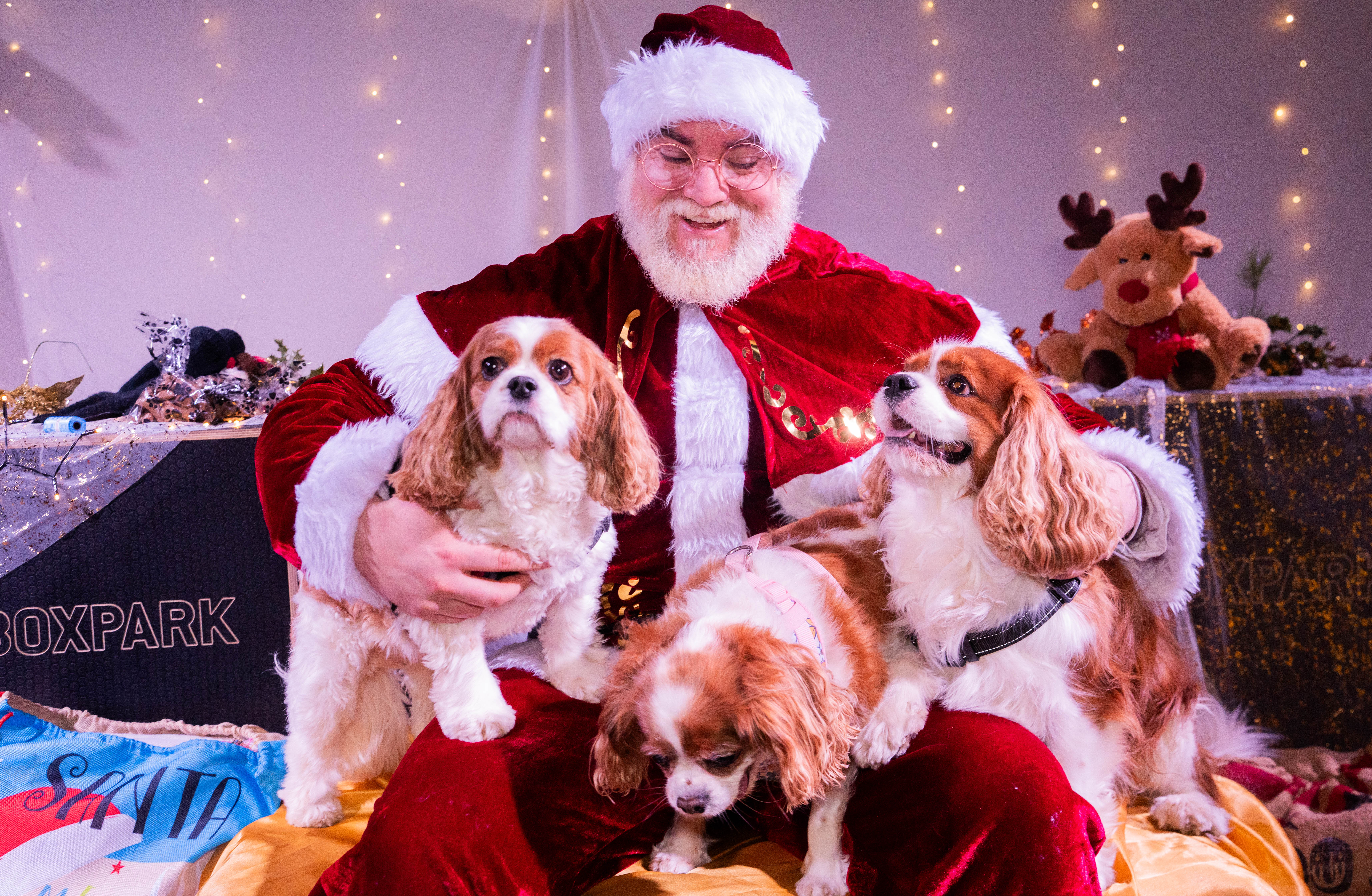 Santa holding two dogs at an Alara festive experience
